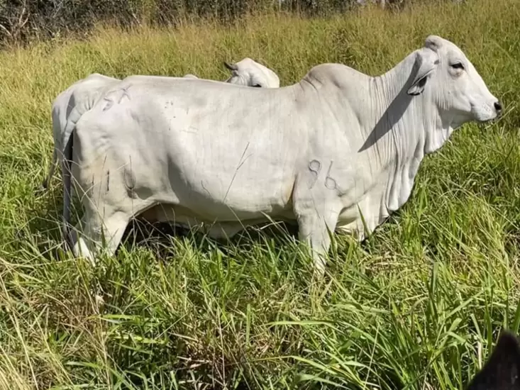 Vaca Brahman puro con registro
